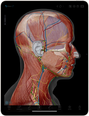 App Atlas d’anatomie humaine affichée sur un iPad Air